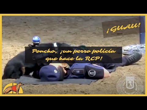 Vídeo: este perrito policía de Madrid aprende a 'revivir' personas y se hace viral