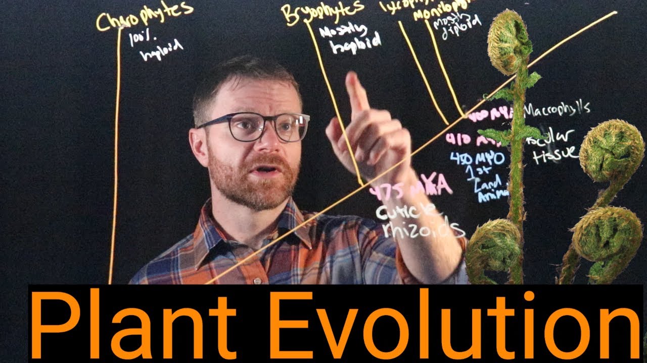 How Flowering Plants Conquered the Earth: an 800-Million-Year Journey