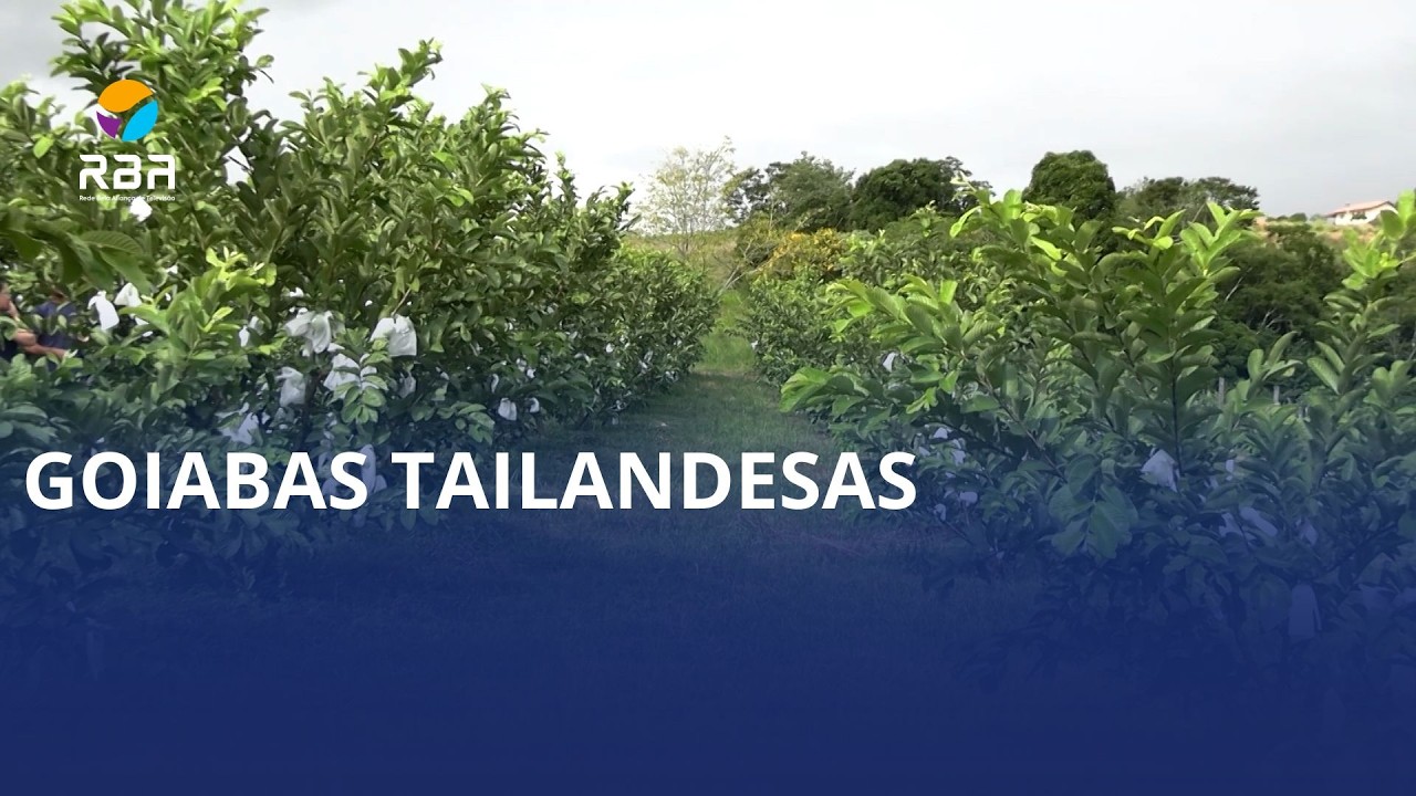 Agricultor de Pouso Redondo aposta no cultivo da goiaba tailandesa para diversificar a produção