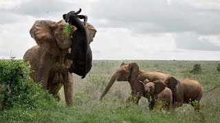 Download lagu WOW! Gajah G1LA Menyerang Kerbau Sampai Begini - Pertarungan Gajah Vs Kerbau, Badak, Singa, Jerapah mp3