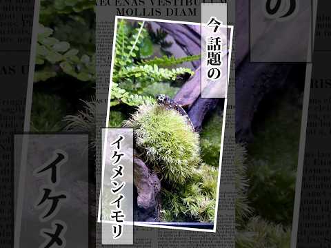 尋常性リッソトリトン