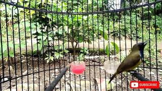 Download lagu CUKUP 1 MENIT !! SOGON BAHAN MANAPUN PASTI LANGSUNG NYAUT DAN IKUT BUNYI mp3