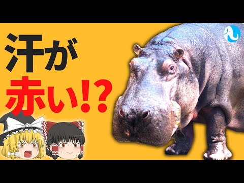 カバについて詳しく解説