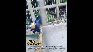 Download lagu story wa burung murai batu mp3