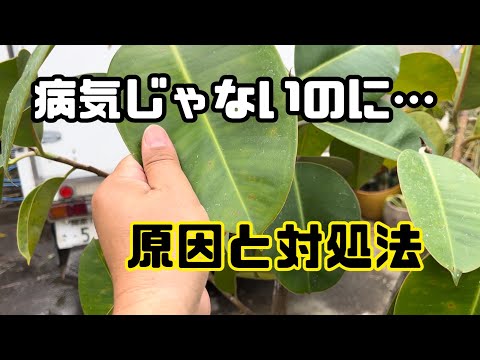 葉先が黒くなる原因は？どうすれば修正できますか?  庭園