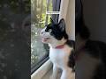 Cute Tuxedo Cat CHIRPS And Yells At Birds