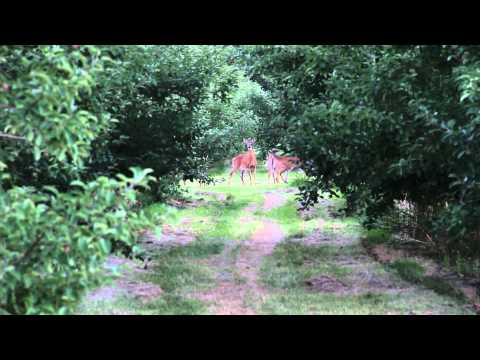 Deer Chazy Orchards 0812