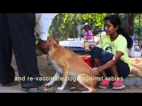 Stray street dogs in Bombay - documentary
