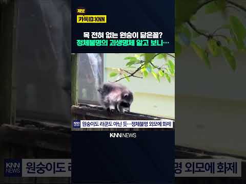 목 전혀 없는 원숭이 닮은꼴? 정체불명의 괴생명체 알고 보니… / KNN