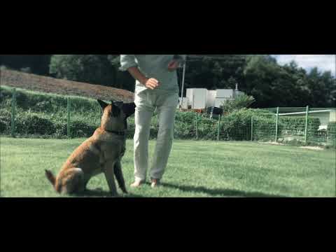 Obedience TRN for Alpha