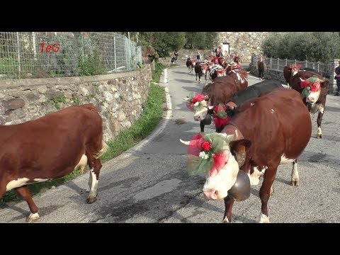 , title : 'Inizio transumanza con le mucche - Desnalpà 2019'