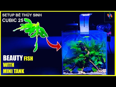 SetUp Hồ Thuỷ Sinh