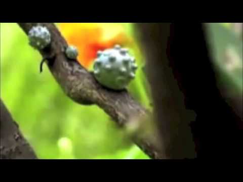 Elroy 4.0 - The Golden Ticket (Official Video)