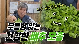 무름병 예방하는 튼튼한 배추 모종을 심어야 합니다. 모종 침지방법 알려드립니다.
