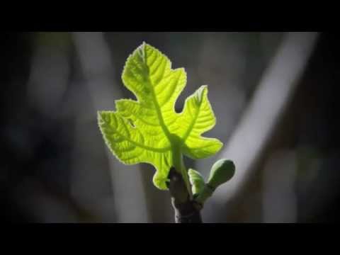 Rebecca Oswald - New Leaf