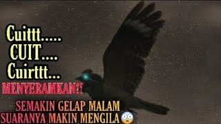 Download lagu Suara Burung cuit Malam Hari mp3 Download lagu Suara Burung cuit Malam Hari mp3