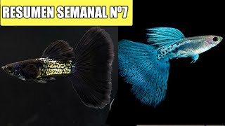 😱Compramos guppys de selección para nuestro acuario 