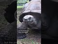 Zoo Miami Says Goliath The Tortoise Could Be The Oldest First Time Father
