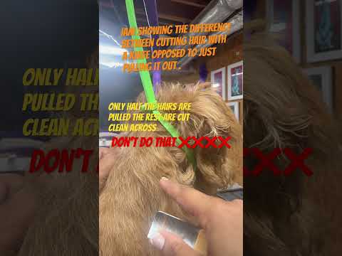 Beginner level hand stripping #doggroomingforbeginners #pets  #doggroomer