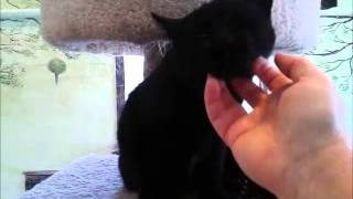 preview picture of video 'Mittens - Unique Polydactyl Female Black Kitten for Adoption - **Adopted!!**'