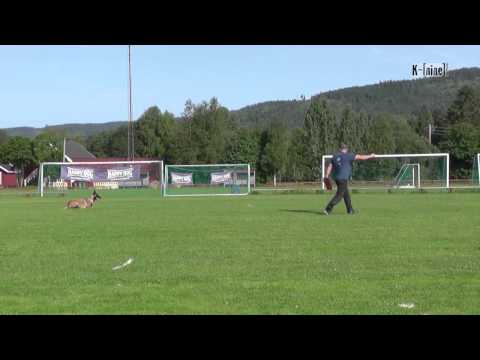 Lux av Staalhjerte - B @ Norwegian Masters 2013