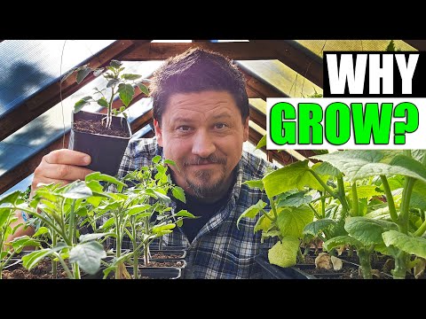 Solutions To Blossom End Rot In Tomatoes etc