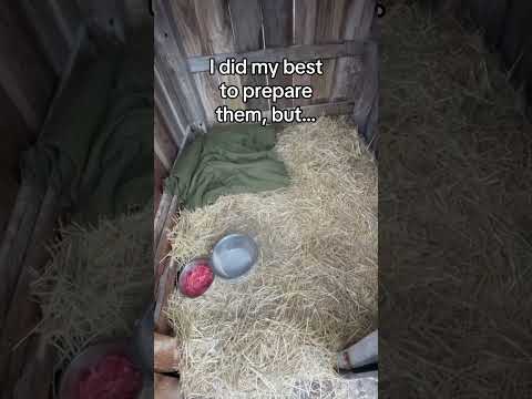 Happy turkey day! #wholesome #animals