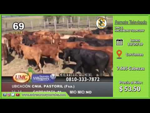 13-05-19 - Venta de Hembras - Remate Televisado de UMC & HACIENDA VILLAGUAY - Corrientes