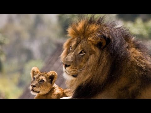 The Rise of Caesar: Epic Lion Cub Survival Story in Zambia's Luangwa Valley 🦁🔥#facts #wildanimals #a