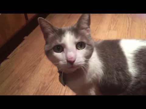 Introducing the Most Talkative Cat Ever!