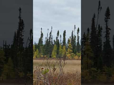Ontario Moose Hunting with 7 Lakes Wilderness Camps - YouTube