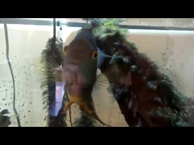 Green Severum Heros serverus tropical fish