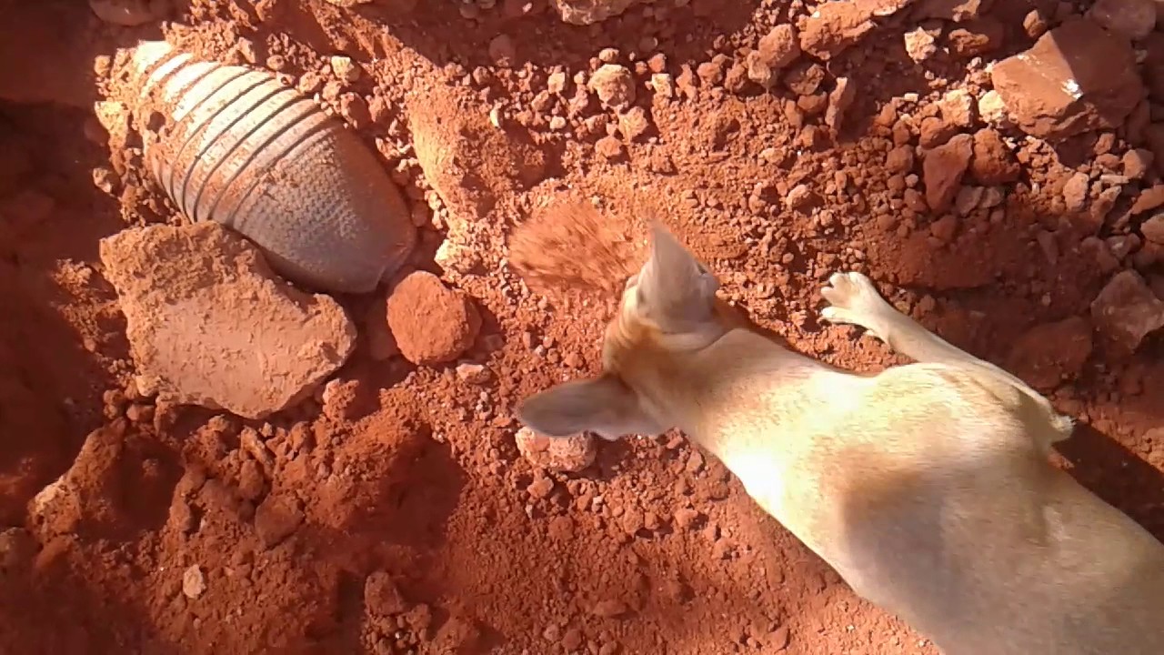 Cachorro brincando com um tatu