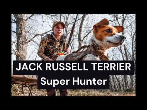 Uncovering the Mysteries of the Jack Russell Terrier: The Untapped Hunting Legend