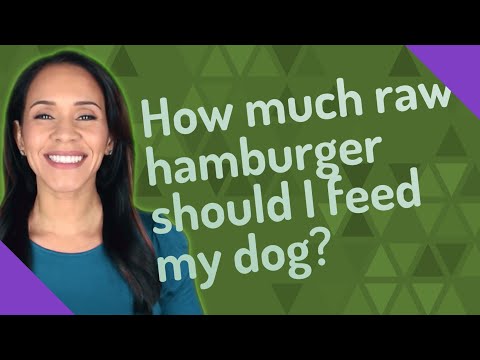 How much raw hamburger should I feed my dog?