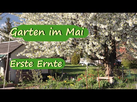 Garten im Mai / Erste Ernte