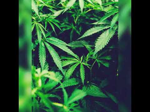 Ganja farmer..chris yanky x budda black.link-up studio