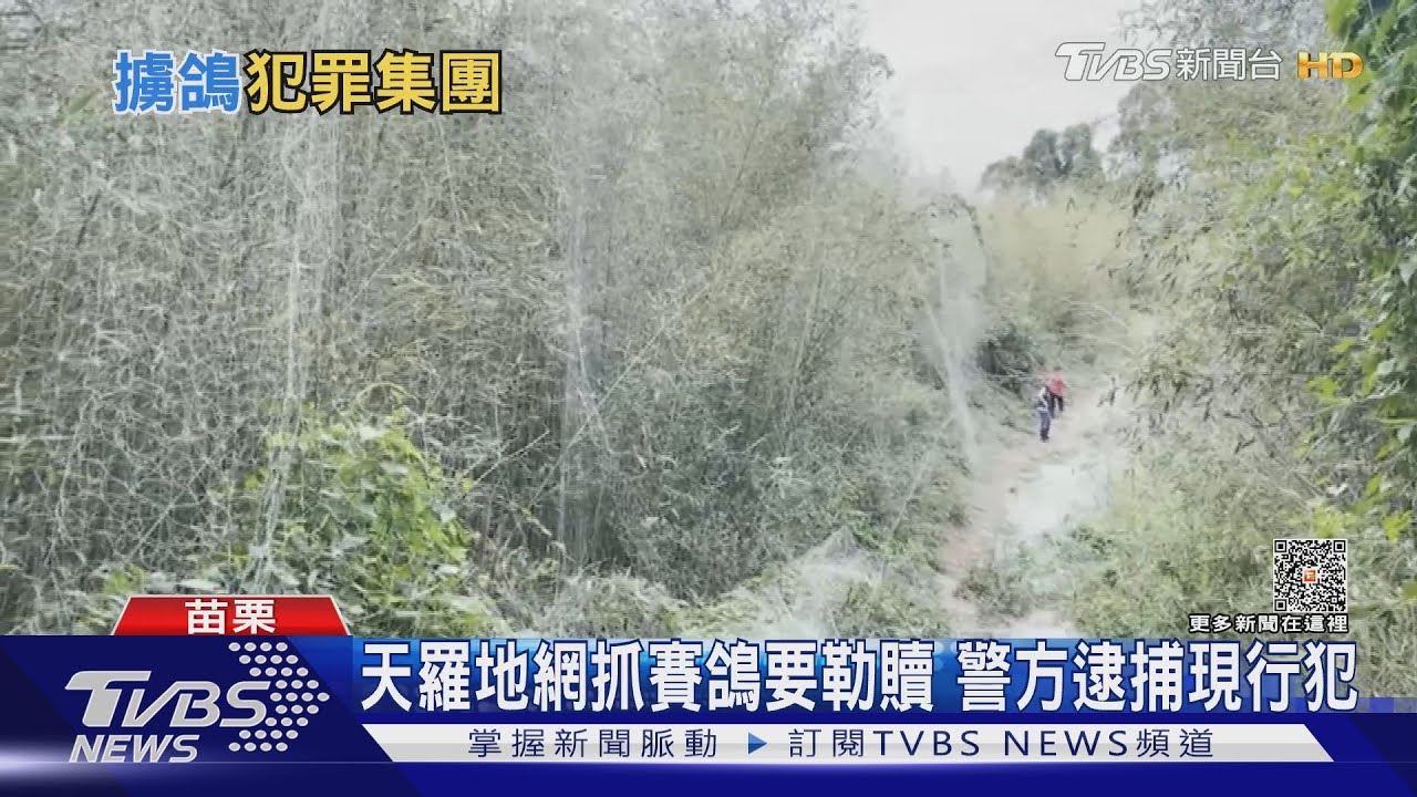 賽鴿季到了!擄鴿勒贖「一條龍犯罪」 警抓現行犯