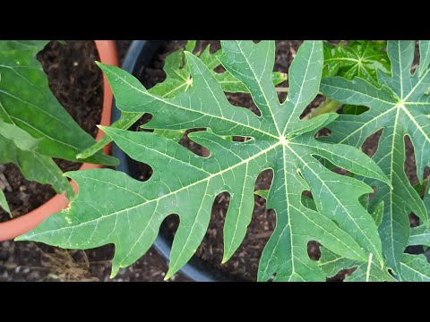 Die neuesten Entwicklungen bei Carica quercifolia & Carica papaya!
