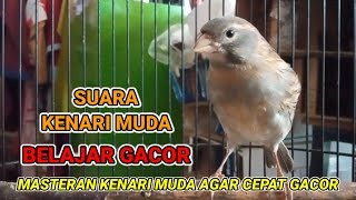 Download lagu MASTERAN KENARI MUDA AGAR CEPAT GACOR - Suara Kenari Muda Belajar Gacor mp3