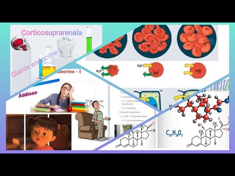 #GlandeEndocrine I - #Corticosuprarenala #MaterieAdmitereMedicina ​ | meditatii-medicina.ro