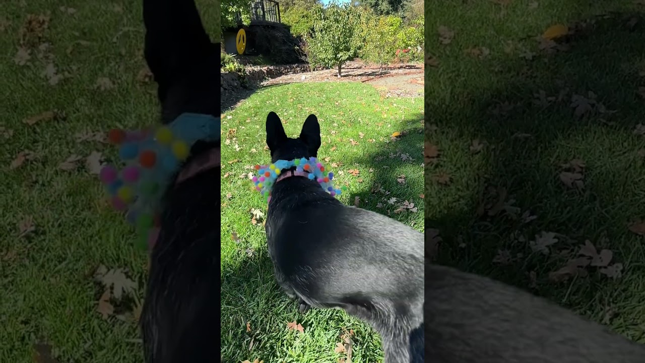 Enlarge BANDIT THE STAR, a Adoptable Australian Cattle Dog / Blue Heeler in Point Richmond, CA video 6/6