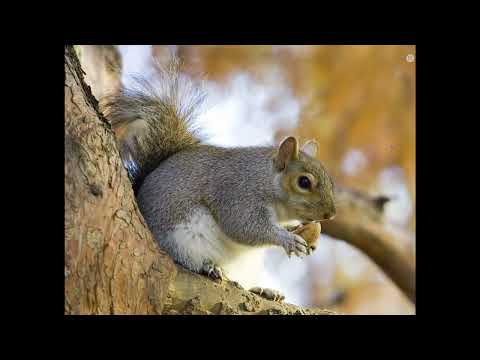 Thema: Eichhörnchen