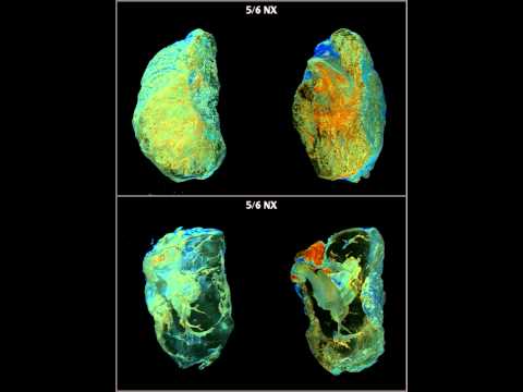 Still image from the MicroCT mouse CKD YouTube video