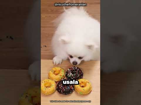 😨 The grinder got stuck in the water! Nico's donut