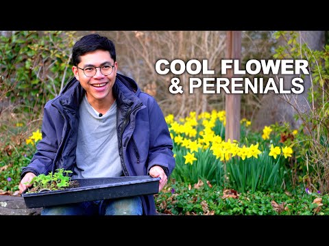 Coole Blumentipps: Rittersporn, Ranunkeln, Lisianthus, Duftwicke