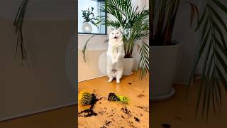 КАК МЫ ЖИЛИ БЕЗ НЕГО🙀