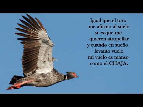 SOY FORASTERO : CANCIONES ILUSTRADAS PARA CANTAR