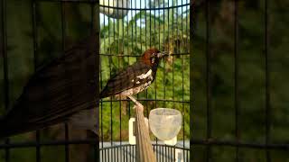 Download lagu ANIS KEMBANG NGEPLONG DI PAGI HARI#shorts mp3