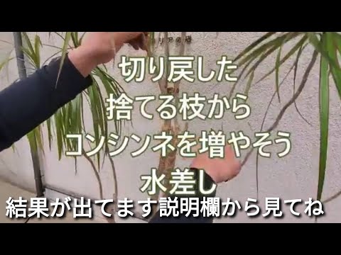 インディアンライラックを挿し木から増やす方法は？ +剪定方法のビデオ  庭園